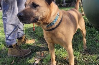 A.J. is a mellow and curious 7-year-old male shepherd mix.