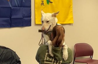 "Salute to Service": Wausau's Patriot K9s of Wisconsin getting boost from Packers | Wisconsin News