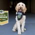 “Salute to Service”: Wausau’s Patriot K9s of Wisconsin getting boost from Packers | Wisconsin News